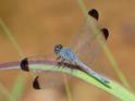 Uracis imbuta (Tropical Woodskimmer) male.jpg